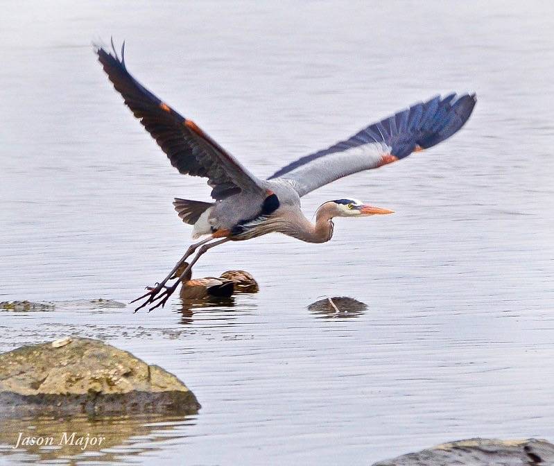 Jason Major (jpmajor@me.com)